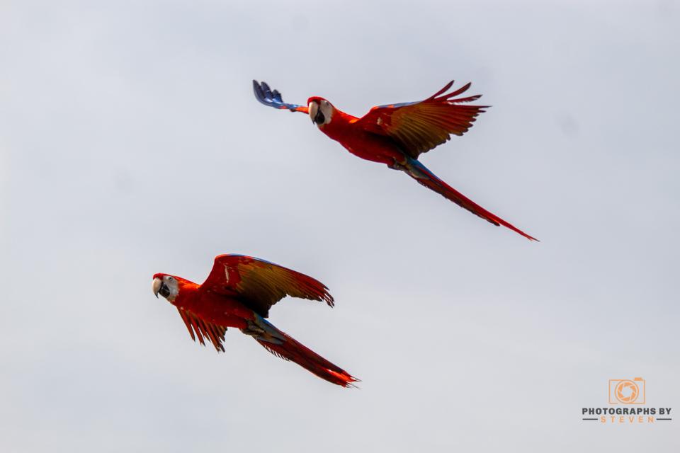 Birds of Prey